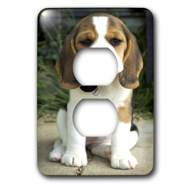 3dRose lsp_4020_6 Beagle Puppy 2 Plug Outlet Cover 